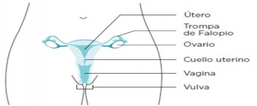 Definición de salpingooforectomía bilateral - Diccionario de